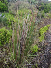 Juncus procerus