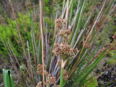 Juncus procerus