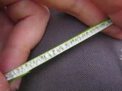 Juncus procerus