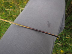 Juncus procerus