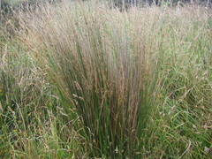 Juncus procerus