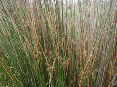 Juncus procerus