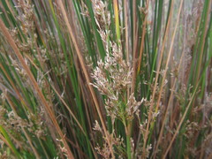 Juncus procerus