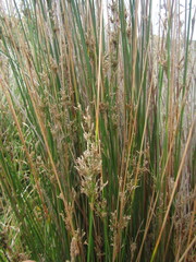 Juncus procerus