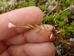Epilobium elegans