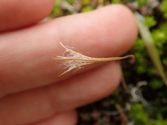 Epilobium elegans