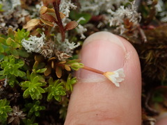 Epilobium elegans