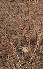 Pyrocephalus rubinus