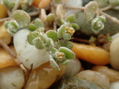 Atriplex buchananii