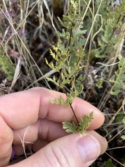 Myriopteris wrightii