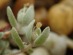 Atriplex buchananii