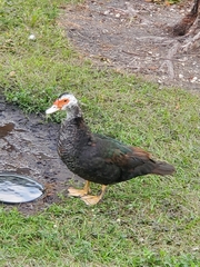Cairina moschata domestica
