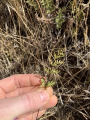 Myriopteris wrightii