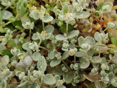 Atriplex buchananii