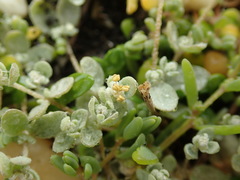 Atriplex buchananii