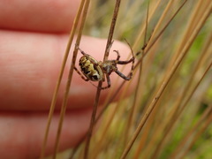 Novaranea queribunda