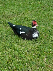 Cairina moschata domestica