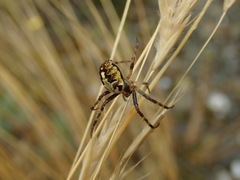 Novaranea queribunda