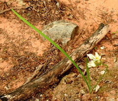 Nothoscordum andicola