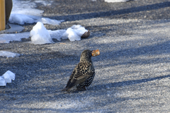 Sturnus vulgaris