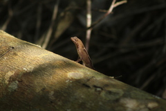 Anolis tropidonotus