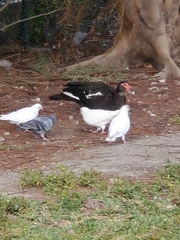 Columba livia domestica