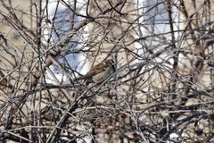 Passer domesticus