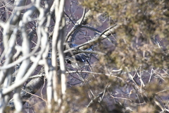 Mimus polyglottos