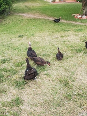 Cairina moschata domestica