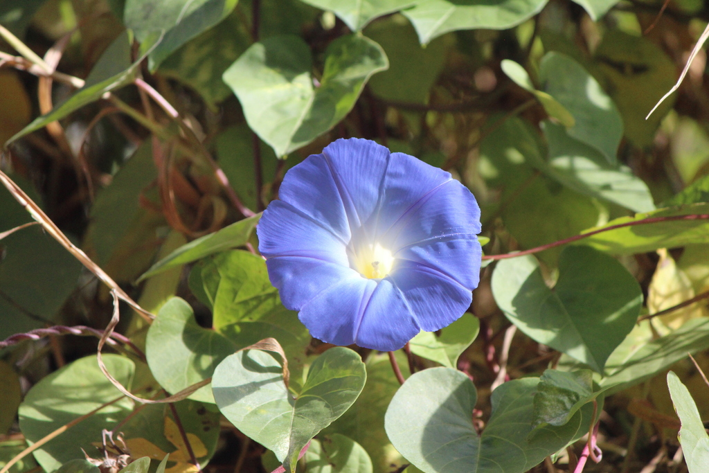 Ipomoea tricolor, Las Fuentes, 76500 Cadereyta de Montes, Qro., México