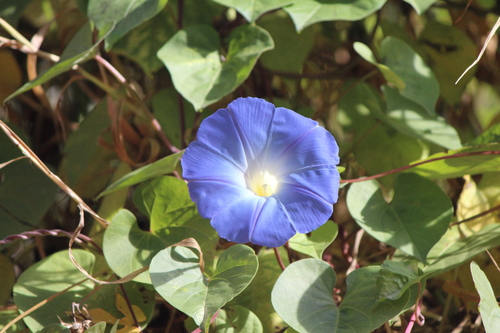Ipomoea tricolor