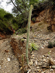 Cleistocactus parviflorus