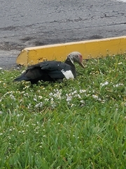 Cairina moschata domestica