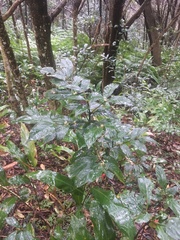 Lasianthus formosensis