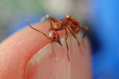 Polyergus mexicanus