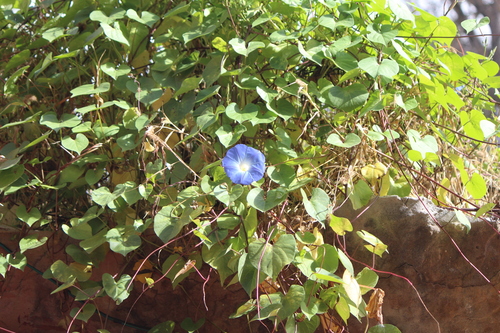 Ipomoea tricolor