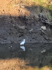 Ardea alba
