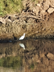 Ardea alba