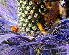 Bombus