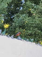 Pyrocephalus rubinus