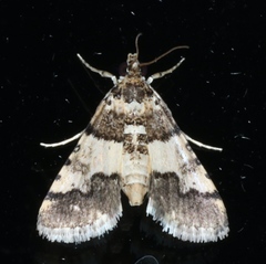 Nacoleia mesochlora