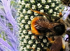 Bombus