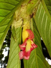 Columnea medicinalis