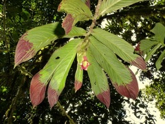 Columnea medicinalis