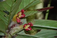 Columnea medicinalis
