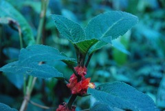 Drymonia teuscheri