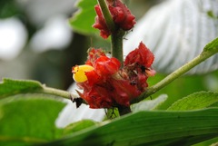 Drymonia teuscheri