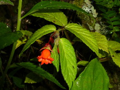 Begonia longirostris