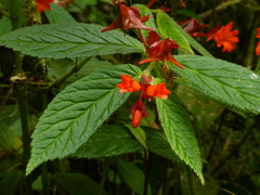 Begonia longirostris