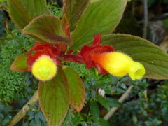 Columnea dielsii